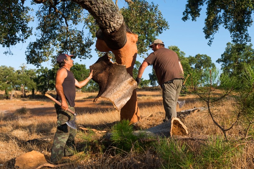 sughero economia circolare la raccolta del sughero